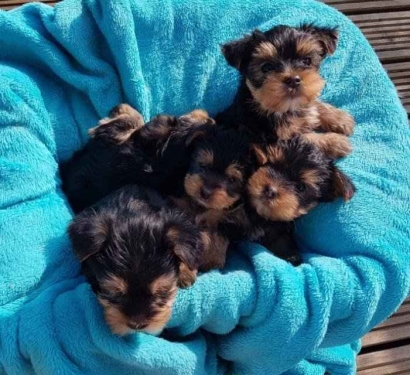 CACHORROS DE YORKSHIRE TERRIER CARIñOSOS Y ASEQUIBLES