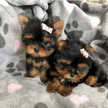 CACHORROS DE YORKSHIRE TERRIER CARIñOSOS Y ASEQUIBLES