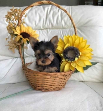 CACHORROS DE YORKSHIRE TERRIER CARIñOSOS Y ASEQUIBLES