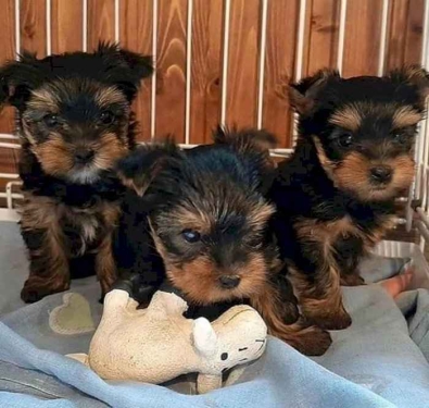 CACHORROS DE YORKSHIRE TERRIER CARIñOSOS Y ASEQUIBLES