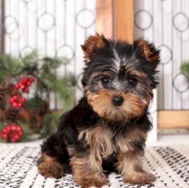 CACHORROS DE YORKSHIRE TERRIER CARIñOSOS Y ASEQUIBLES