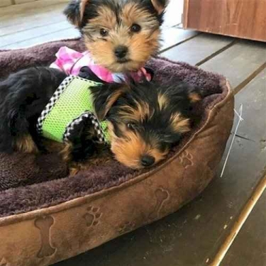 CACHORROS DE YORKSHIRE TERRIER CARIñOSOS Y ASEQUIBLES