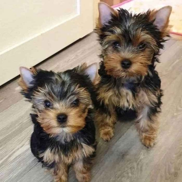 CACHORROS DE YORKSHIRE TERRIER CARIñOSOS Y ASEQUIBLES