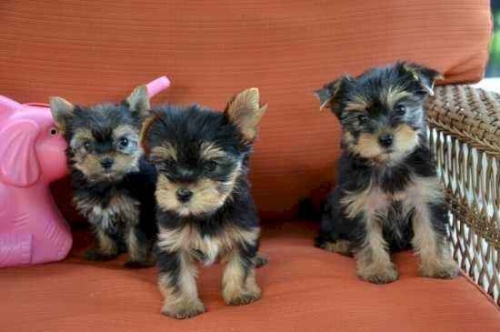 CACHORROS DE YORKSHIRE TERRIER CARIñOSOS Y ASEQUIBLES