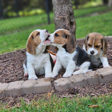 CACHORROS BEAGLE SúPER INTELIGENTES Y SALUDABLES DISPONIBLES