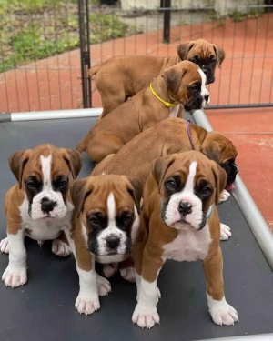 CACHORROS BOXER SUPER HERMOSOS