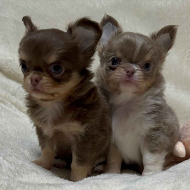 SUPER CACHORROS CHIHUAHUA DISPONIBLES