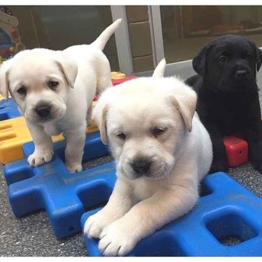 IMPRESIONANTES CACHORROS DE LABRADOR