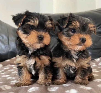 PRECIOSOS CACHORROS DE YORKIE DIMINUTOS EN ADOPCIóN.