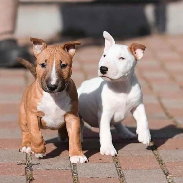 INCREíBLES CACHORROS DE BULL TERRIE