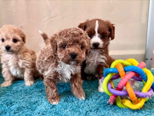 CACHORROS CAVAPOO EN BUSCA DE UN NUEVO HOGAR