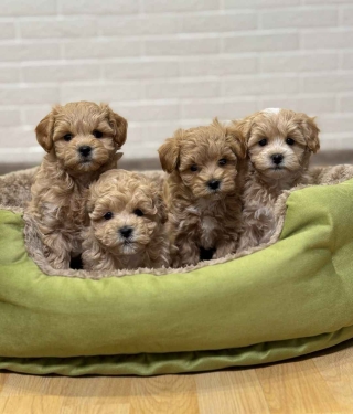 TENEMOS DISPONIBLES CACHORROS DE MALTIPOO