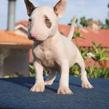 INCREíBLES CACHORROS DE BULL TERRIER