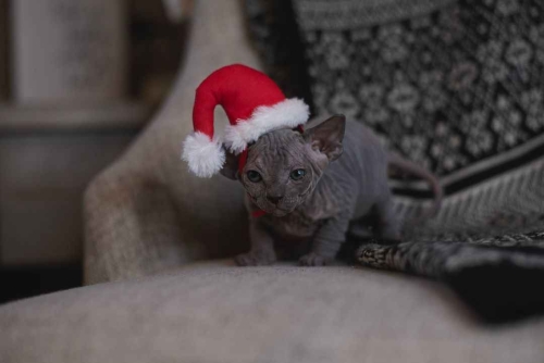 HERMOSOS GATITOS SPHYNX