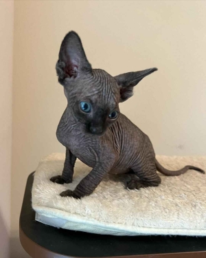 PRECIOSOS GATOS SPHYNX DISPONIBLES