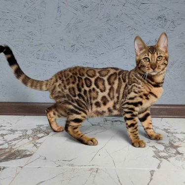 PRECIOSOS GATITOS BENGALí DISPONIBLES PARA UN NUEVO HOGAR