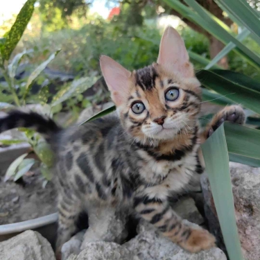 IMPRESIONANTES GATOS DE BENGALA MACHOS Y HEMBRAS CON ROSETAS