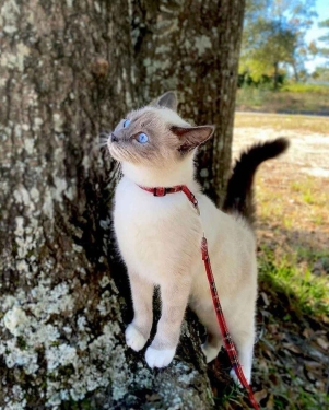 GATITOS SIAMESES BLANCOS