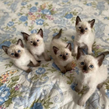 GATITOS SIAMESES LISTOS